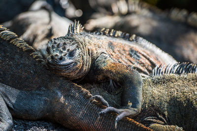 Close up of iguanas against blurred background