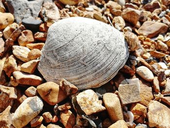 High angle view of shells on rock