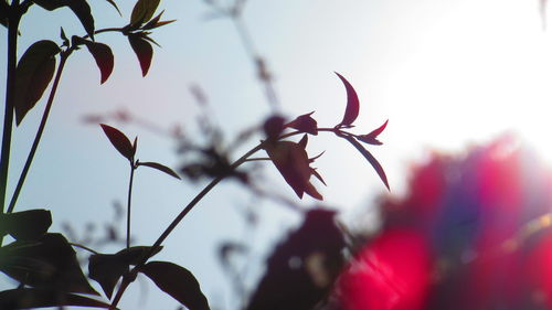 Close-up of plant against blurred background