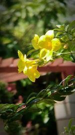 Close-up of yellow flowers blooming outdoors