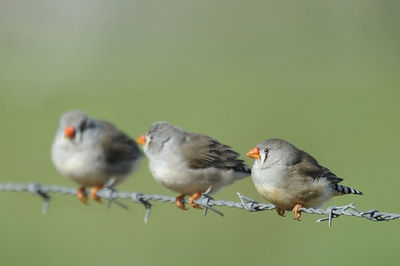 Close-up of birds perching on barbed wire