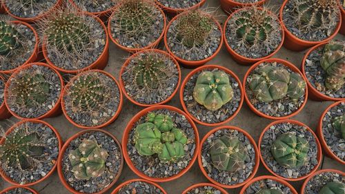 Full frame shot of potted plants