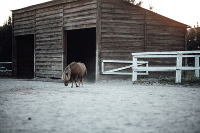 View of a horse in a barn