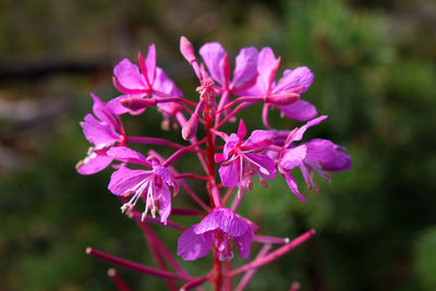 Close-up of plant