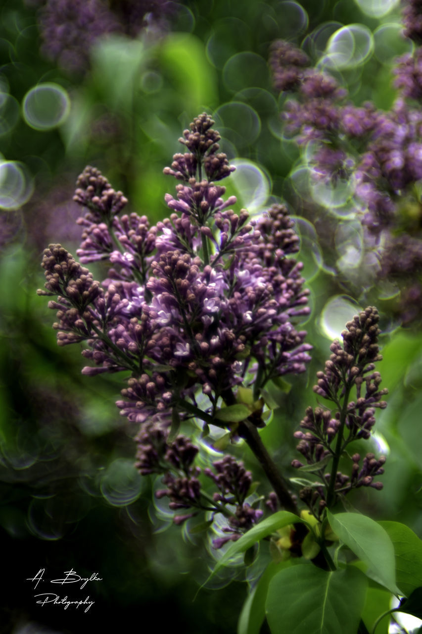 CLOSE-UP OF PINK FLOWERING PLANTS