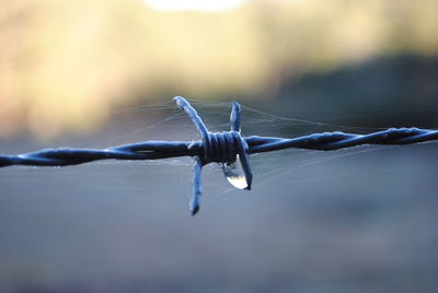 Close-up of wet barbed wire
