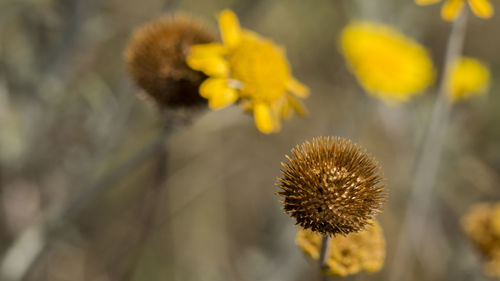 Close-up of wilted flower against blurred background