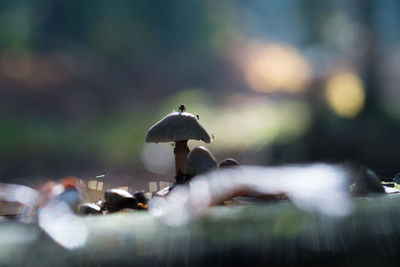 Close-up of mushroom