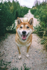 Portrait of dog standing on land