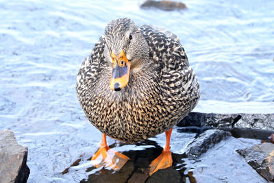 Close-up of duck on rock by lake