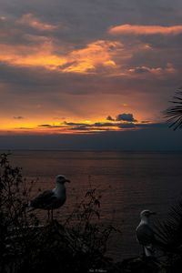 Seagull perching on a sea