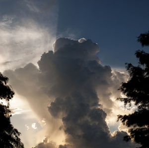 Low angle view of trees against sky during sunset