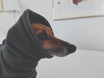 Close-up portrait of dog