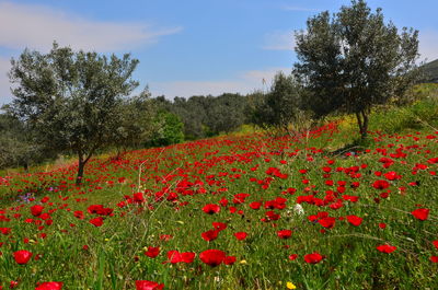 Flowerbed against trees