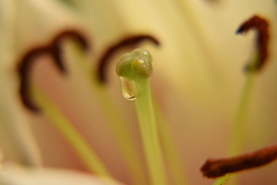 Close-up of cropped plant