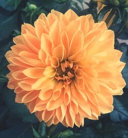 Close-up of orange dahlia blooming outdoors