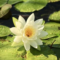 Close-up of lotus water lily in lake