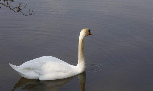 High angle view of swan swimming in lake