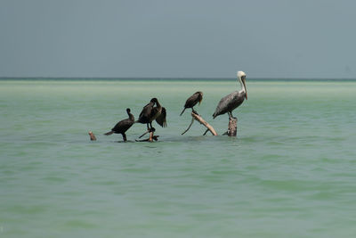 View of birds in sea against sky