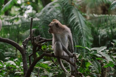 Monkeys sitting on tree