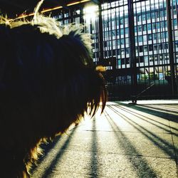 Dog looking away in city