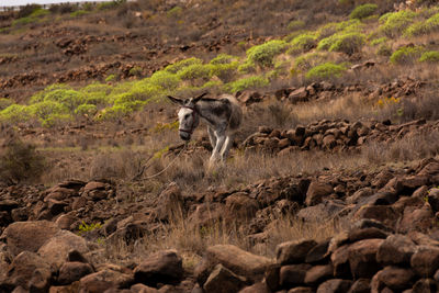 Side view of lion walking on rocks