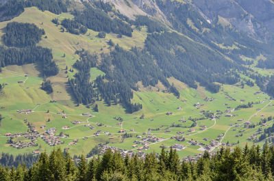 High angle view of trees on mountain