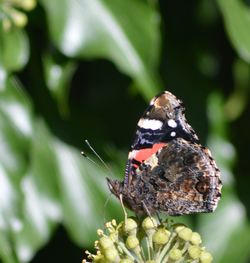 Close-up of butterfly on leaf