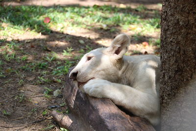 View of an animal sleeping on tree trunk