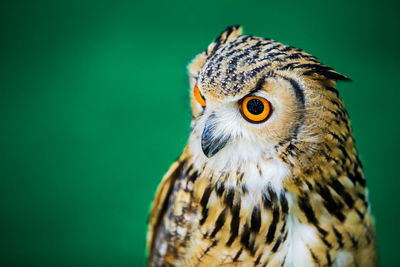 Close-up of a bird