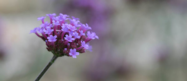 Close-up of purple flowers against blurred background