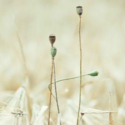 Close-up of dead plant on field