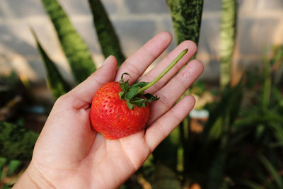 Close up female hand holding fresh red sweet strawberries