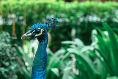 Close-up of a peacock