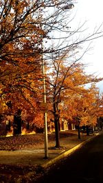 Trees in autumn