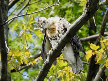 Low angle view of bird perching on branch