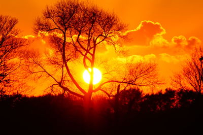 Silhouette of trees at sunset