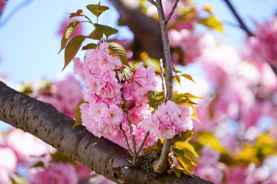 Close-up of pink cherry blossoms in spring