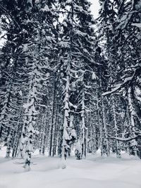 Pine tree in forest during winter