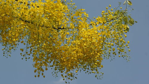 Low angle view of flowering tree against clear sky