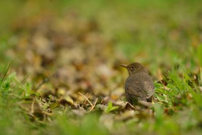 Bird perching on a field