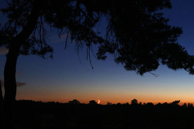 Silhouette trees against sky during sunset