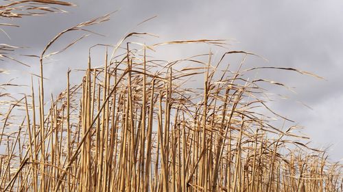 Low angle view of stalks of dry corn in field against sky