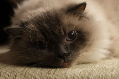 Close-up portrait of a ragsoll cat