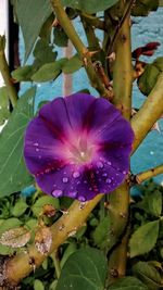 Close-up of water drops on flower