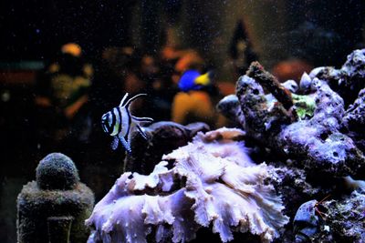 Close-up of fish swimming in aquarium