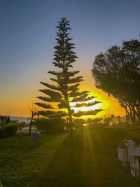 Palm trees on field against sky at sunset