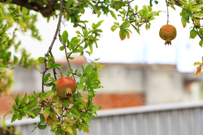 Close-up of fruits growing on tree