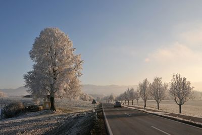 Road amidst trees against sky during winter