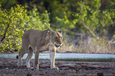 Lionesses walking on land